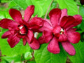 2 Carolina Allspice (Sweet Shrubs) - 10-16" Tall Live Plants - Quart Pots by Unknown
