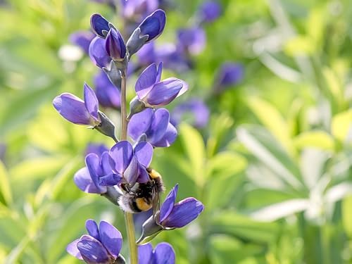Greenwood Nursery: Live Perennial Plants - Blue False Indigo + Baptisia Australis - [Qty: 1x Pint Pot] - (Click for Other Available Plants/Quantities) - Image 2