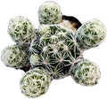 Live Succulent Cactus Plants from USKC (2" Pot) (Mammillaria Gracilis Fragilis 'Thimble Cactus') by FOLIAGEMS