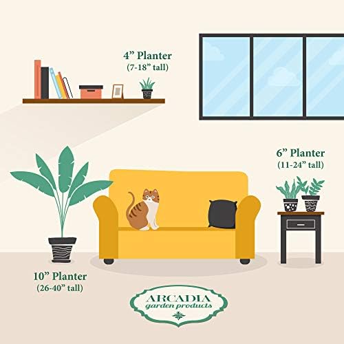 Arcadia Garden Products Live Aloe Vera Succulent Easy Indoor Houseplant in Plastic Pot, Air Purifying Ornamental Plant Gift for Home and Garden Decor, 4 Inch - Image 3