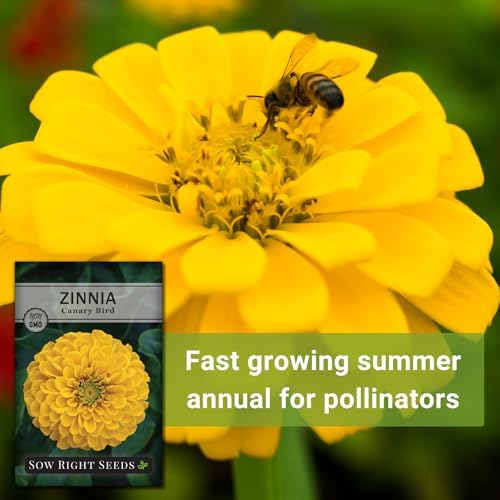 Sow Right Seeds - Canary Bird Zinnia Seed for Planting Flowers Outdoors 2pk - Image 6