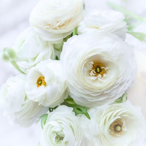 25 White Ranunculus Bulbs for Planting, Peony Perennial Flower - Image 4