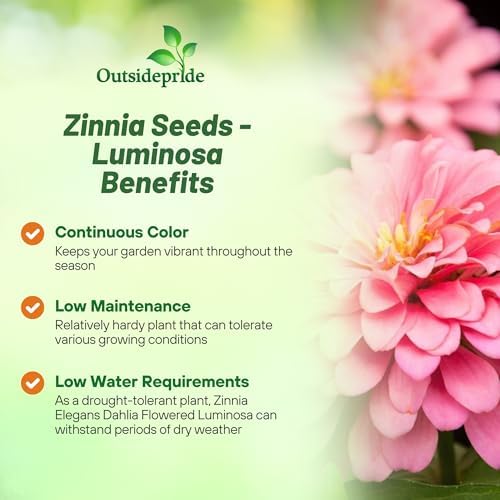 Outsidepride Luminosa Zinnia Seeds - 1000 Seeds Annual, Heat & Drought Tolerant Flower Seeds for Planting w/Vibrant Blooms for Pollinator Gardens & Floral Arrangements - Image 3