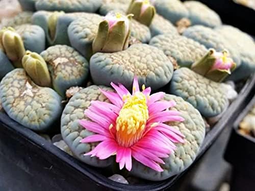 Mixed Colored Succulents Seeds Garden and Home Bonsai Flower Plant 200 Pcs Seeds - Image 4