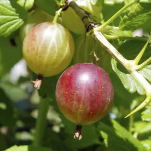 Jahns Prairie Gooseberry Plant - 6-12" Tall Live Plant - Image 4
