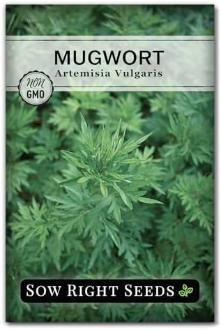 Sow Right Seeds - Mugwort Seed for Planting Perennial Medicinal Herb by SowRightSeeds
