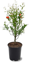 Parfianka Pomegranate Tree, Fruit Bearing, Hardy, 1 gal Nursery Pot, 12-18 in Tree Height (Due to Agricultural Laws, we Cannot Ship to CA, AZ, AK, or HI) by Unknown