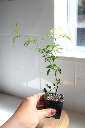Pink Jasmine Plant Live, Fragrant Jasminum Polyanthum Vine, 2-Inch Pot by Unknown