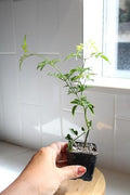 Pink Jasmine Plant Live, Fragrant Jasminum Polyanthum Vine, 2-Inch Pot by Unknown