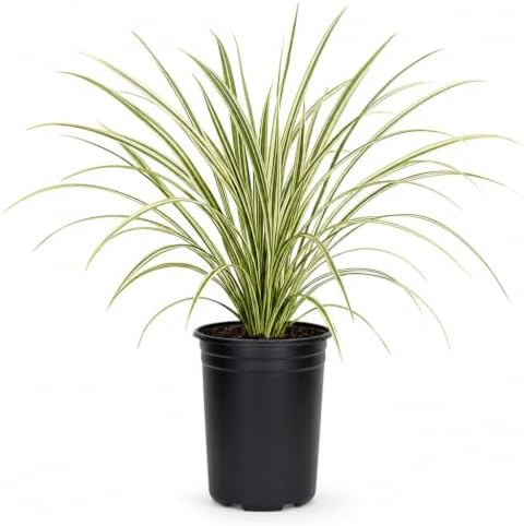 Variegated Liriope | 36 Large 4 Inch Pots | Liriope Muscari Variegata | Ornamental Ground Cover Plants | Evergreen Foliage by FloridaFoliage
