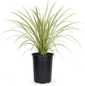 Variegated Liriope | 9 Large 4 Inch Pots | Liriope Muscari Variegata | Ornamental Ground Cover Plants | Evergreen Foliage by FloridaFoliage