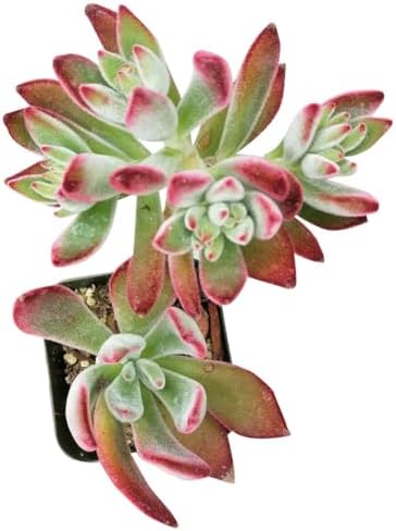 Echeveria Harmsii Ruby Slipper - Colorful 2 inch Succulents - Live Mini Succulent Plants Fully Rooted, Easy Care Indoor and Outdoor, Home and Garden Decor, Wedding Party Favor - Image 2