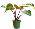 Philodendron Orange Princess Live Plant, Rare Variegated Houseplant - 4" by NYCitySucculents