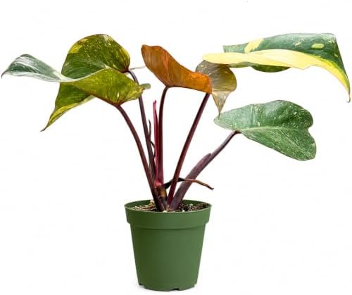 Philodendron Orange Princess Live Plant, Rare Variegated Houseplant - 4" by NYCitySucculents