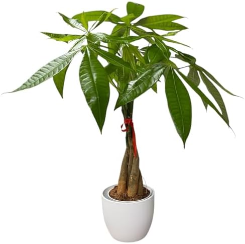 Money Tree Live Plant | 14-22 Inches Tall Bonsai | Easy to Grow Indoor Houseplant | Home, Office, or Room Decor | Birthday, Housewarming Gift (White) - Image 5
