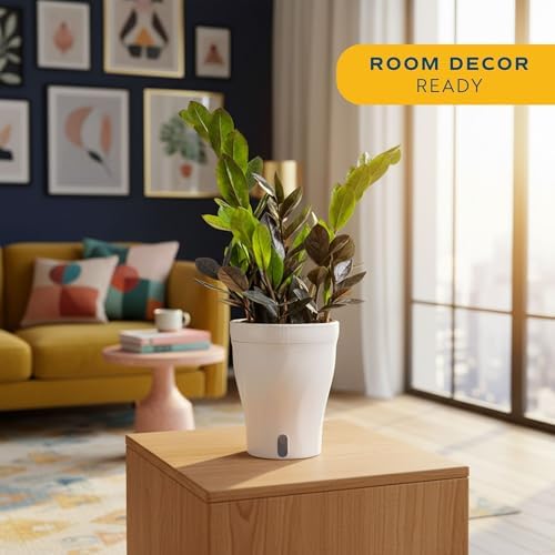 Costa Farms Everlasting ZZ Plant, Easy Live Indoor Plant, Air Purifying - Image 2