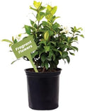 American Plant Exchange Live Confederate Jasmine – 6-Inch Pot – Fragrant Flowering Vine with Glossy Green Leaves, Easy Care Outdoor Plant for Patios, Trellises, Gardens & Landscape Décor by AmericanPlantExchange
