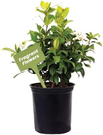American Plant Exchange Live Confederate Jasmine – 6-Inch Pot – Fragrant Flowering Vine with Glossy Green Leaves, Easy Care Outdoor Plant for Patios, Trellises, Gardens & Landscape Décor by AmericanPlantExchange