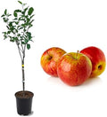 American Plant Exchange Anna Apple Tree, 1 Gallon Pot, 1-2 ft Tall, Live Outdoor Fruiting Plant, Honey Tart Fruit by AmericanPlantExchange