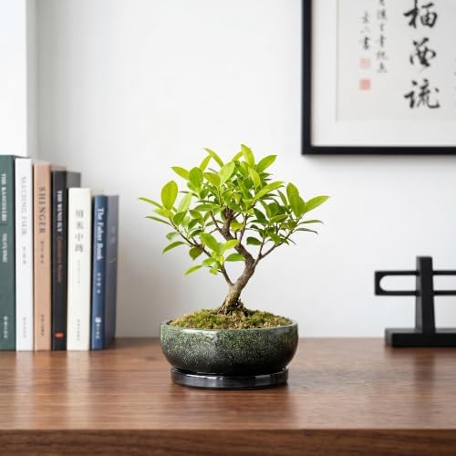 6 Inch Ceramic Succulent Pots for Indoor Plants, Speckle Green - Image 7
