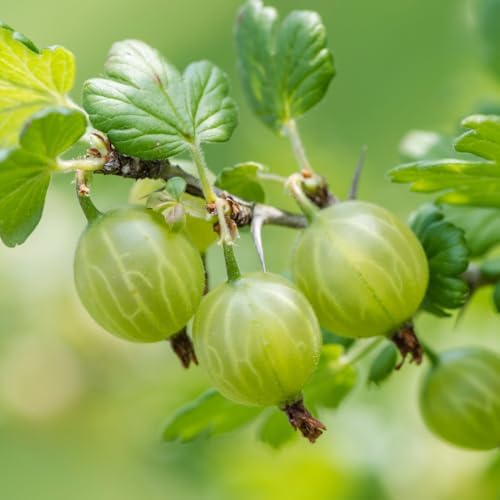 Sweet Gooseberry Plant Live, Gooseberry Bush, 4-6 Inch Tall - Image 5