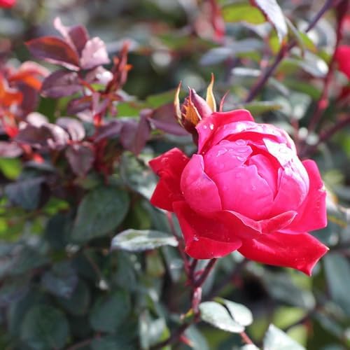 Brighter Blooms Double Knock Out® Rose Shrub, 3 Gallon - Image 4