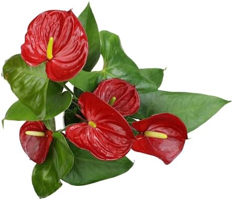 6" Red Anthurium Live Plant Decor, Live House Plants, Anthuriums Live Plants Indoor Plants Live Houseplants, Real Plants Indoor Live Plants, Easy Plant Lover Gifts for Plant Lovers by Plants for Pets - Image 3