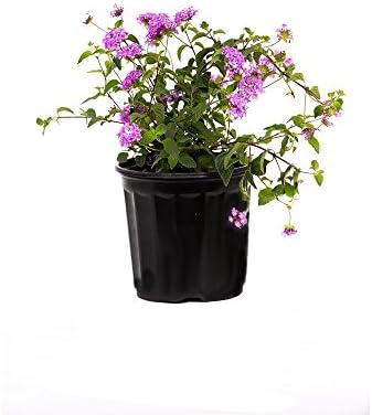 American Plant Exchange Lantana 'Lavender' – 6-Inch Pot – Live Flowering Shrub with Soft Purple Blooms, Heat-Tolerant Outdoor Plant for Patios, Gardens, Containers & Pollinator Landscapes by AmericanPlantExchange