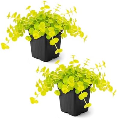 Creeping Jenny (Lysimachia nummularia) (2 Pack) - Live Trailing Ground Cover Perennial, 6" Tall by 4" Wide in 1 Pt Pot by TheThreeCompany