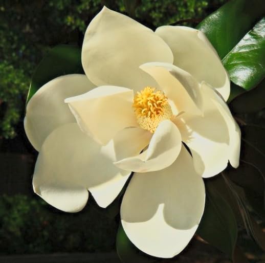 Southern Magnolia ‘D.D. Blanchard’ Live Tree – Magnolia grandiflora – Fragrant White Flowers – Evergreen Ornamental Shade Tree – 1–2 Ft Tall Plant - Image 5