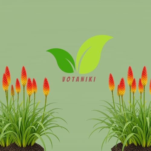 Votaniki Red Hot Poker Uvaria Top Size Bare Root Kniphofia Perennial with Red Orange Yellow Flower Spikes Summer Blooming Plant for Borders Pollinator Gardens and Cut Flowers (Pack of 12) - Image 7