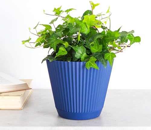Live Hahn's Green Ivy Plant, Vining Indoor Plant, 6" Pot - Image 2