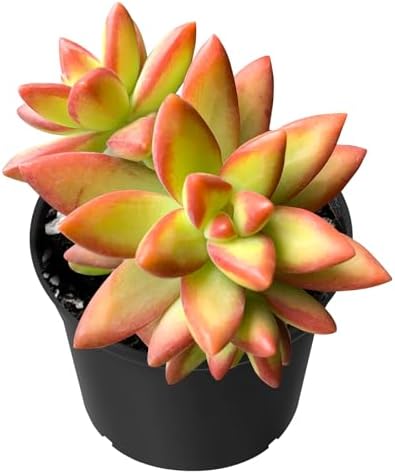 Sprout N Green Sedum Adolphi 'Firestorm' Live Succulent Plant by SproutNGreen
