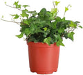 Live Hahn's Green Ivy Plant, Vining Indoor Plant, 6" Pot by ThorsensGreenhouse