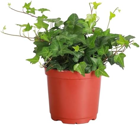 Live Hahn's Green Ivy Plant, Vining Indoor Plant, 6" Pot by ThorsensGreenhouse