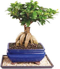 Brussel's Bonsai - Medium Ficus Live Bonsai Tree, Potted Indoor Plant by BrusselsBonsai