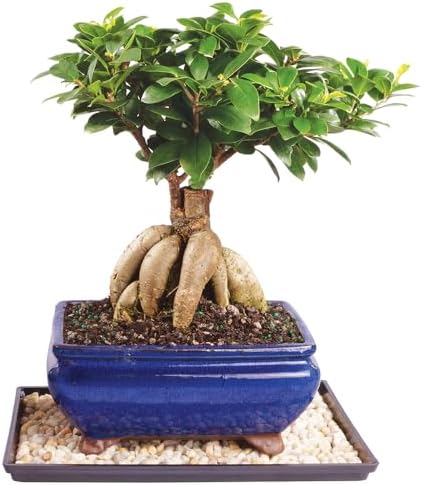 Brussel's Bonsai - Medium Ficus Live Bonsai Tree, Potted Indoor Plant by BrusselsBonsai