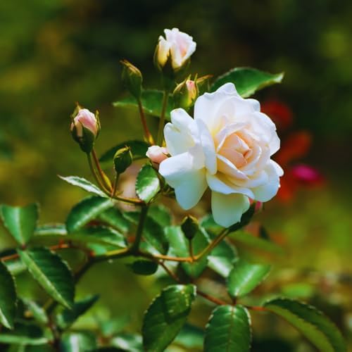 White Climbing Roses Live Plant, Climbing Rose Plant Live, 5 to 7'' Tall - Image 4