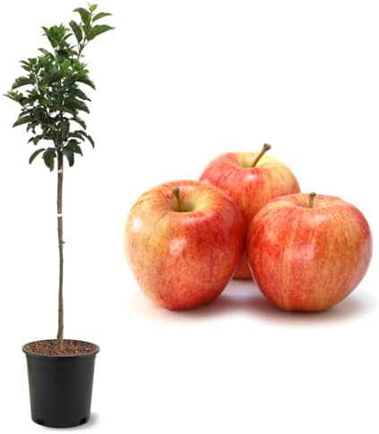American Plant Exchange Gala Apple Tree, Fruit-Bearing Live Plant, Edible Outdoor Landscape, 3-4' Tall, 5-Gallon Pot by AmericanPlantExchange