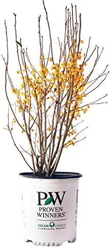Proven Winners - Ilex verticillata Berry Heavy Gold (Winterberry) Shrub, gold berries, #2 - Size Container - Image 5