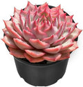Sprout N Green Echeveria 'Pink Tips' Live Succulent Plant by SproutNGreen