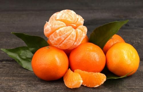 Clementine Mandarin Tree - 2-5 Inch Tall Live Plant - Potted Orange Fruit Seedling - Citrus x Clementina - Image 5