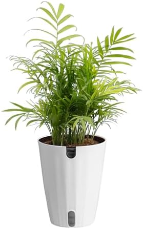 Costa Farms Parlor Palm, Live Indoor Plant, Tropical Decor, Air Purifying by Unknown