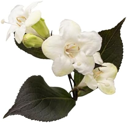 2 Gallon Proven Winners Wine & Spirits Weigela Shrub - Image 2