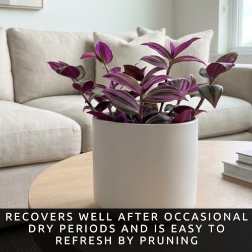 Tradescantia Live Plant Cuttings, Indoor Wandering Jew Cuttings, 5 Zebrina - Image 4
