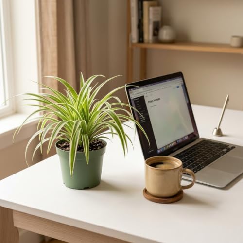 Live Spider Plant in 4 Inch Pot, Variegated Trailing Houseplant, Easy Care Indoor Plant - Image 5