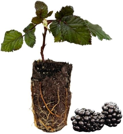 BlackBerry Plants, 'Triple Crown' Blackberries - Great for Beginners! Thornless and Winter Hardy Variety - BlackBerry Plugs from Hand Picked Nursery by HandPickedNursery