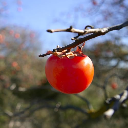 Perfect Plants American Persimmon Tree, 1 Gallon, Live Plant - Image 5