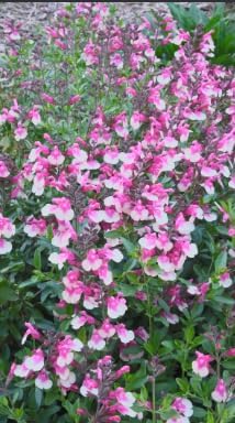 Salvia greggii 'Mirage Rose Bicolor' (Autumn Sage) Dwarf Grows to 14 inches Tall - Flowering Starter Size Plant – 1 Live Plant - in 2.5" Pot – Hardy Flowering Perennial, Pollinator Favorite by Japanese+Maples+and+Evergreens