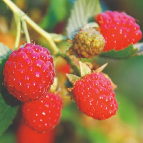2 Red Raspberry Live Plants, Sweet Edible Berry Bush, 4-8 Inch Tall - Image 2